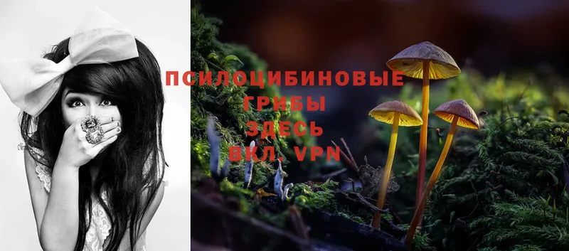 Псилоцибиновые грибы Psilocybe  МЕГА как зайти  Зеленоградск 